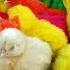 Many Coloured Chicken Baby Coloured Chicks Baby Chicken Our Lifestyle