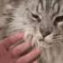 Cute Cat Viral Cat Cats Mainecooncat Cutecat Lazy Cute Adorablecats Catlovers Catsofyo