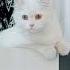 Big White Persian Cat