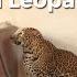 Urban Wildlife Triumph Successful Leopard Rescue In Chikali RESQ CT Pune 2023