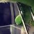 Green Snake Eating Animals Wild Amazing Fight Snackcares4u Snake Asmr Birds Shorts