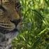 Protecting Leopards From Human Wildlife Conflicts National Geographic