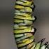 Monarch Caterpillar Changes To A Chrysalis