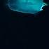 Soothing Meditation Music12 HRS Slow Movement Iridescent Jellyfish Makes Feel Deep Relax