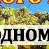 КАК МЫ СДЕЛАЛИ ЛУЧШЕЕ ШАРДОНЕ УКРАИНЫ ТЕХНОЛОГИЯ СУХОГО ВИНА ПО БЕЛОМУ СПОСОБУ БЕЗ САХАРА И ВОДЫ