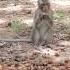 A Group Of Beautiful And Cute Wild Monkeys Came To Eat Fruit Shortvideo Subscribe Amazingmonkey