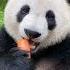 ASMR Panda Eating Carrots Compilation Douyin