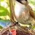 Bird Mother Feeling Babies Nature Shortsviral Shorts Trending Videos