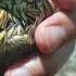 Бедана макиён ЗОР Bedana Makiyon Itvachasi Youtubeshorts врек Birdsounds Quail Batairkashikar