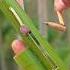 How To Make Wonderful Bamboo Crafts Toys Diy