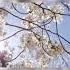Peaceful Piano Music музыка Relax Musichealing музыка Sakura Relaxcalm Relaxing звук Nature