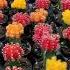 Beautiful Cacti Pinayvlogger Cactus Cacti