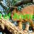 Fossa Foecus Mating On The Tree