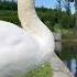 I Really Like The Sound When The Swan Jumps Into The Water Swan Nature Shorts