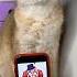 It Was A Very Evil Clown Cat Cats