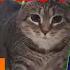 1 Oiia Cat Remix Version 3 Hours