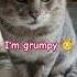 I Am Grumpy Relatablepost Funny Memes Grumpy Grumpycat Puppylife Catlover Doglover Love