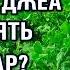 Сколько семян люцерны джеа нужно сеять на 1 гектар