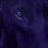 Madonna X Sickick Frozen Fireboy DML Remix Official Audio