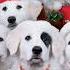 Santa Paws 2 The Santa Pups 10 Years Ago