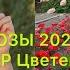 РОЗЫ 2024 Супер Цветение Rose Maryroses Flowers Garden