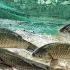 The Boy Lam Used A Green Net To Trap Fish In The Stream And Was Lucky To Catch A Lot Of Fish