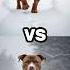Dachshund Vs Pitbull Vs Doberman Vs German Shepherd Vs Chihuahua