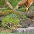 Wildlife In The Forest 24 7 LIVE By Morten Hilmer