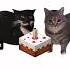 Maxwell X Spinning Cat REMIX Birthday Song