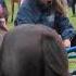 Horse Refusing Orders At Ballinasloe Horse Fair