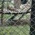 Leopard Leopard In Cage Zoo Animals Leopards In City Shorts Viral Sher Zoo Cage