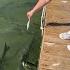 Pelican Snatches Tarpon S Hand Fed Meal ViralHog