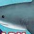 Shark Lady The Story Of Eugenie Clark Sharks For Kids Kids Books