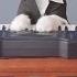 Classical Choir Cats Aaron S Animals