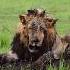 King End Lion Shorts Viralvideo Ytshorts