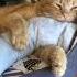 обалдеть какая красота Shorts Animals Cat Short животные шортс кот рыжийкот