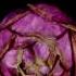 Life Of A Rose Flower Blooming To Withering Time Lapse Video