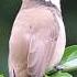 Bulbul Bird Sound Beautifull Bulbul Bird Viralvideo Shortvideo