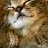 Котики уснули Спокойной ночи сладких снов позитив Relaxmusic Cat