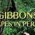 Gibbons The Forgotten Apes In Peril