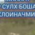 Сулх чист