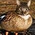 Cat Duck