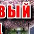 Вишнёвый сад Группа Садко кавер