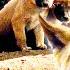 Meet The Dingo Siblings My Animal Friends Pet Docs