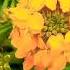 Siberian Wallflower Yellow Flower S