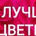 5 сортов роз Лидеры первой волны цветения 22 июня розы Д ОСТИНА