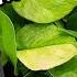 NEW POTHOS CULTIVAR New Plants From Costa Farms Home Depot Lowe S In Concord NH