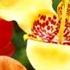 Dollar Tree Tigridia Mexican Flowers