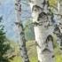 Березки как девки босые Синее небо России Birches Are Like Barefoot Girls The Blue Sky Of Russia