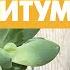 Растение для южного окна Пахифитум интересный комнатный суккулент